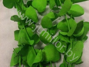 Эвкалипт Синерея Грин Gr Euc Cinerea p Green
