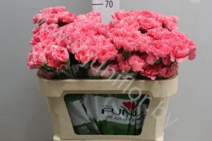 Гвоздика Pink