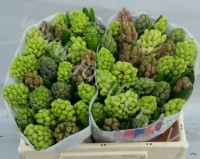 Гиацинт Hyacint Mixed 4 Colour