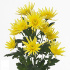 Delianne_yellow.jpg Delianne yellow