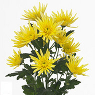 Delianne yellow