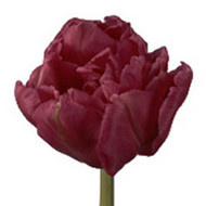 Тюльпан Chato