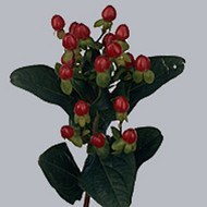 Гиперикум Hypericum Red Bullet