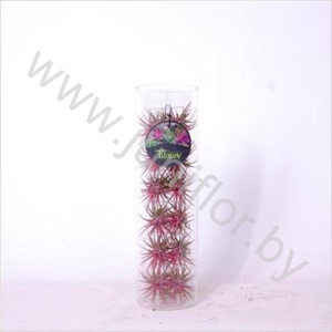 Тилландсия Till. Concept