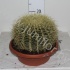 Кактус Echino Grusonii Кактус Echino Grusonii