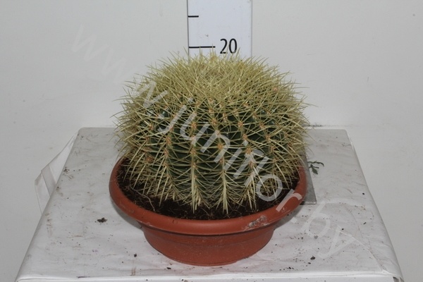 Кактус Echino Grusonii