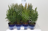 Кипарис Chamaecyparis Gemengd
