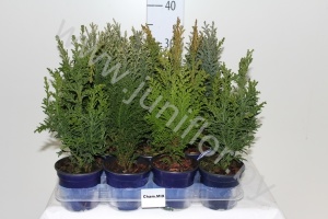 Кипарис Chamaecyparis Gemengd