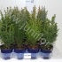 Кипарис Chamaecyparis Gemengd Кипарис Chamaecyparis Gemengd