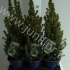 Ель Picea Glauca Conica Ель Picea Glauca Conica