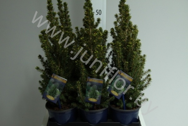 Ель Picea Glauca Conica