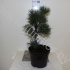 Ель Pinus Cembra Ель Pinus Cembra