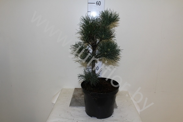 Ель Pinus Cembra Ель Pinus Cembra