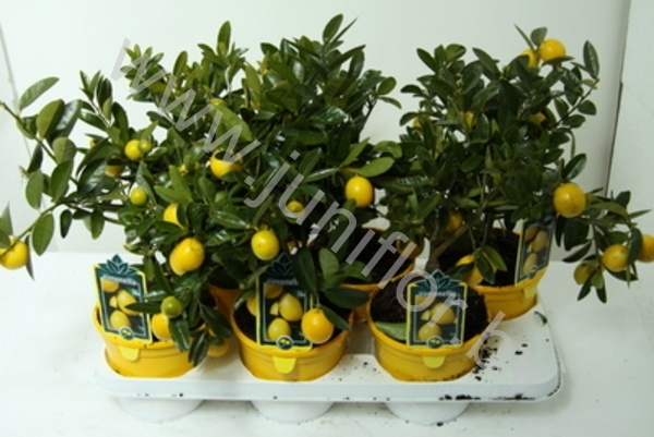 Лимон Citrofortunella Lemon