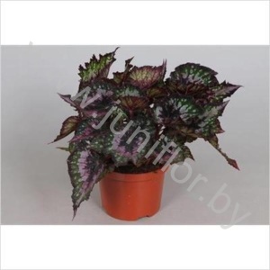 Бегония Begonia Amazing Santiago