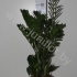 Замиокулькас Zamioculcas Zamiifolia