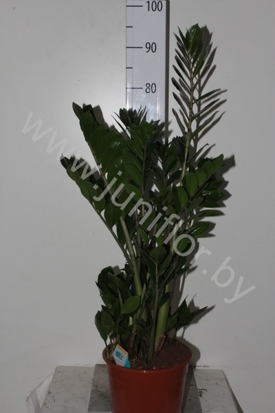 Замиокулькас Zamioculcas Zamiifolia