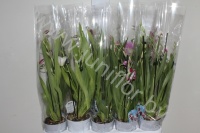 Мильтония Orchidee Miltonia Gem.2-Tak