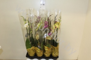 Фаленопсис Phal Mix 3stem Super Concorde