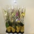 Фаленопсис Phal Mix 3stem Super Concorde Фаленопсис Phal Mix 3stem Super Concorde