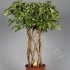 Шеффлера Schefflera Gold Capella Koker Шеффлера Schefflera Gold Capella Koker