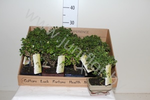 Бонсай Zelkova,carmona Bonsai Gemengd