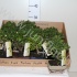 Бонсай Zelkova,carmona Bonsai Gemengd Бонсай Zelkova,carmona Bonsai Gemengd