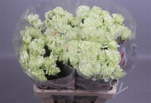 Гвоздика Prado Mint