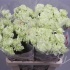 Гвоздика Prado Mint Гвоздика Prado Mint