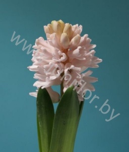 Гиацинт Hyacint Rose ibis