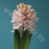 Гиацинт Hyacint Rose ibis