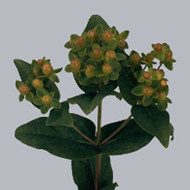 Гиперикум Hypericum Green Condor