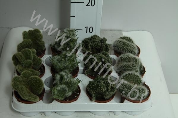 Кактус  Grusonii Rainbow