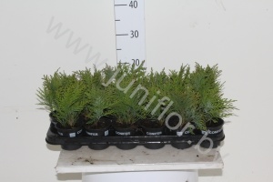 Кипарис Chamaecyparis Globosa