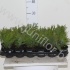 Кипарис Chamaecyparis Globosa Кипарис Chamaecyparis Globosa