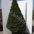 Ель Picea Glauca Conica Extra Ель Picea Glauca Conica Extra