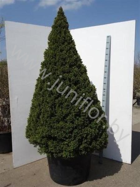 Ель Picea Glauca Conica Extra