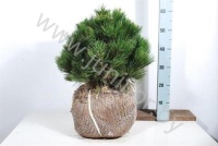 Ель Pinus Compact Gem