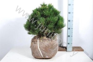 Ель Pinus Compact Gem