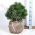 Ель Pinus Compact Gem Ель Pinus Compact Gem