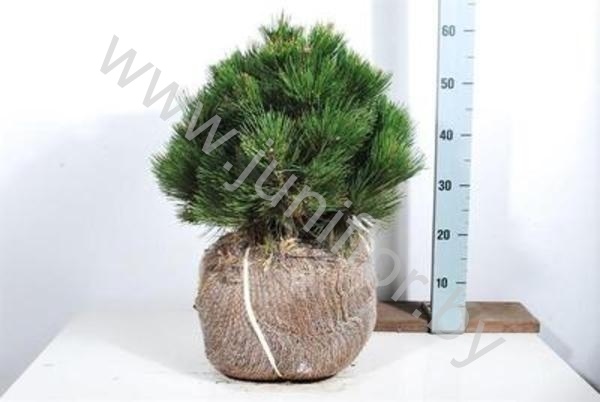 Ель Pinus Compact Gem