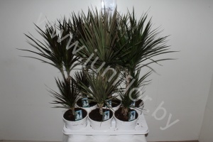 Драцена Dracaena Gemengd 30-10