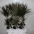 Драцена Dracaena Gemengd 30-10 Драцена Dracaena Gemengd 30-10