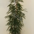 Фикус Ficus Bin Alii Фикус Ficus Bin Alii