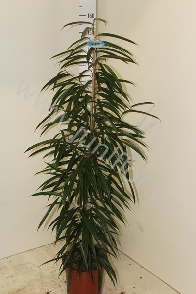 Фикус Ficus Bin Alii