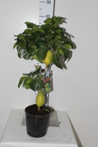 Лимон Citrofortunella Lemon Op Stam