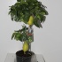 Лимон Citrofortunella Lemon Op Stam Лимон Citrofortunella Lemon Op Stam