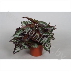 Бегония Begonia Amazing Santiago