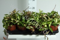 Хойя Hoya Car.Tricolor