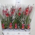 Камбрия Буррагеара Нелли Ислер Orchidee Nelly Isler 1-Tak Камбрия Буррагеара Нелли Ислер Orchidee Nelly Isler 1-Tak